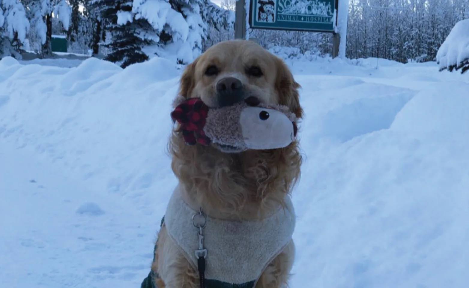 Dog sitting in snow with chew toy